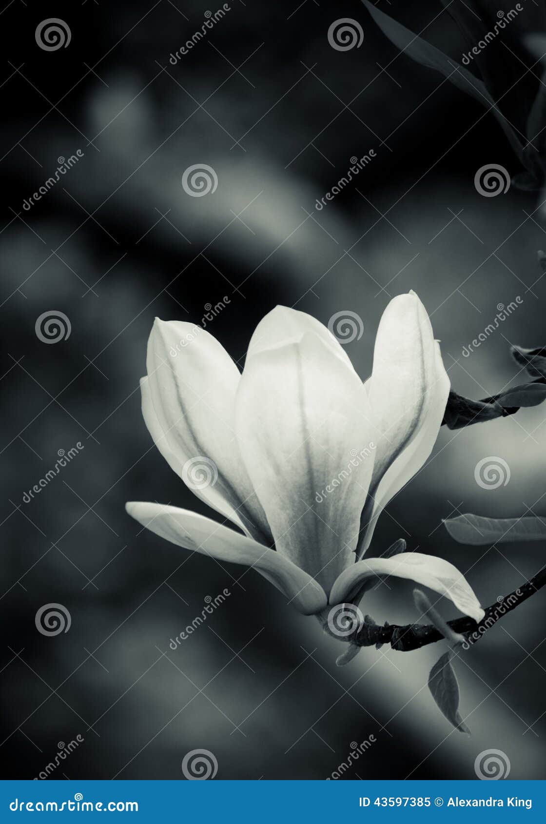 Black and white magnolia stock image. Image of garden 43597385