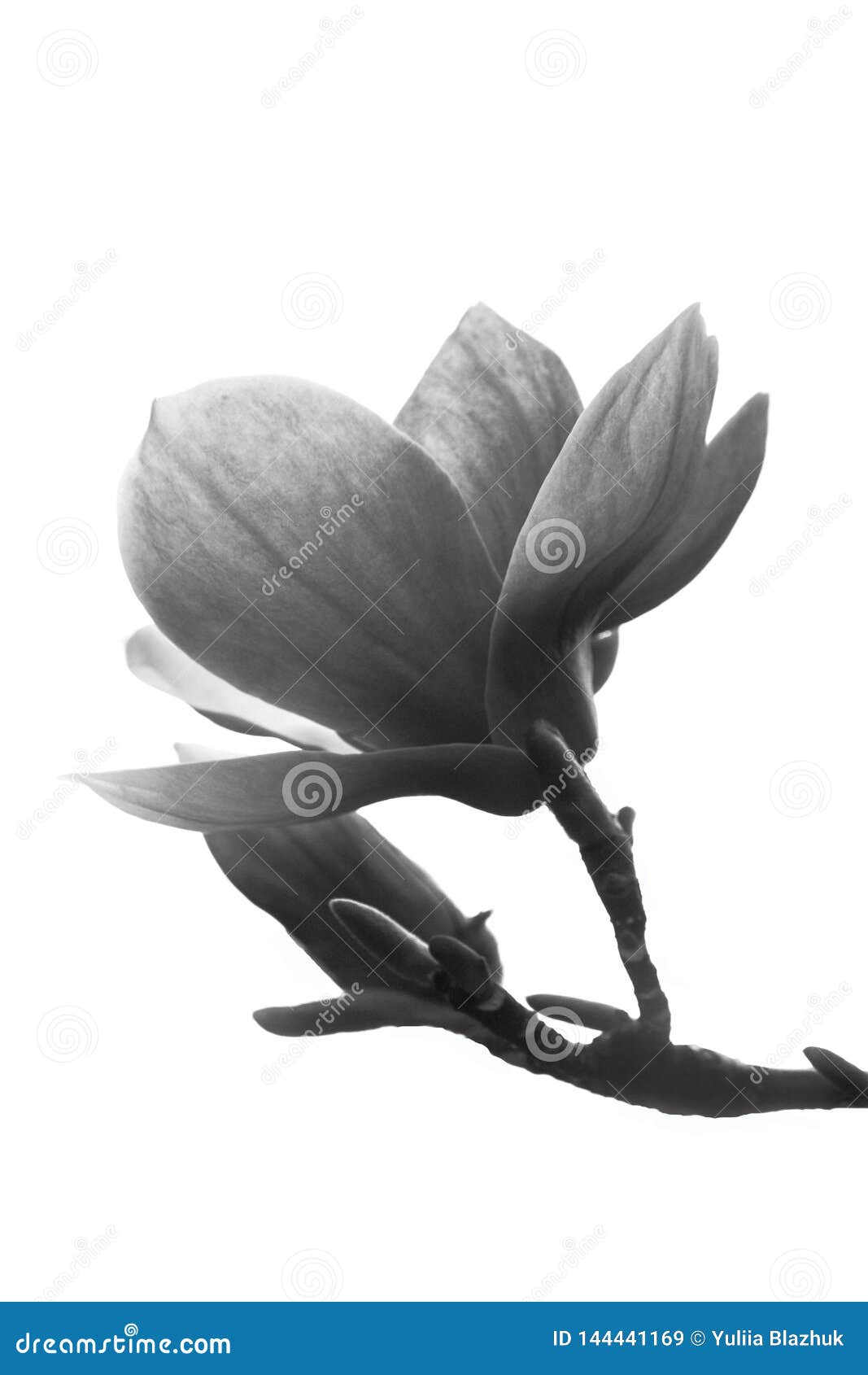 Black and White Magnolia Flower Isolated on White Background Stock