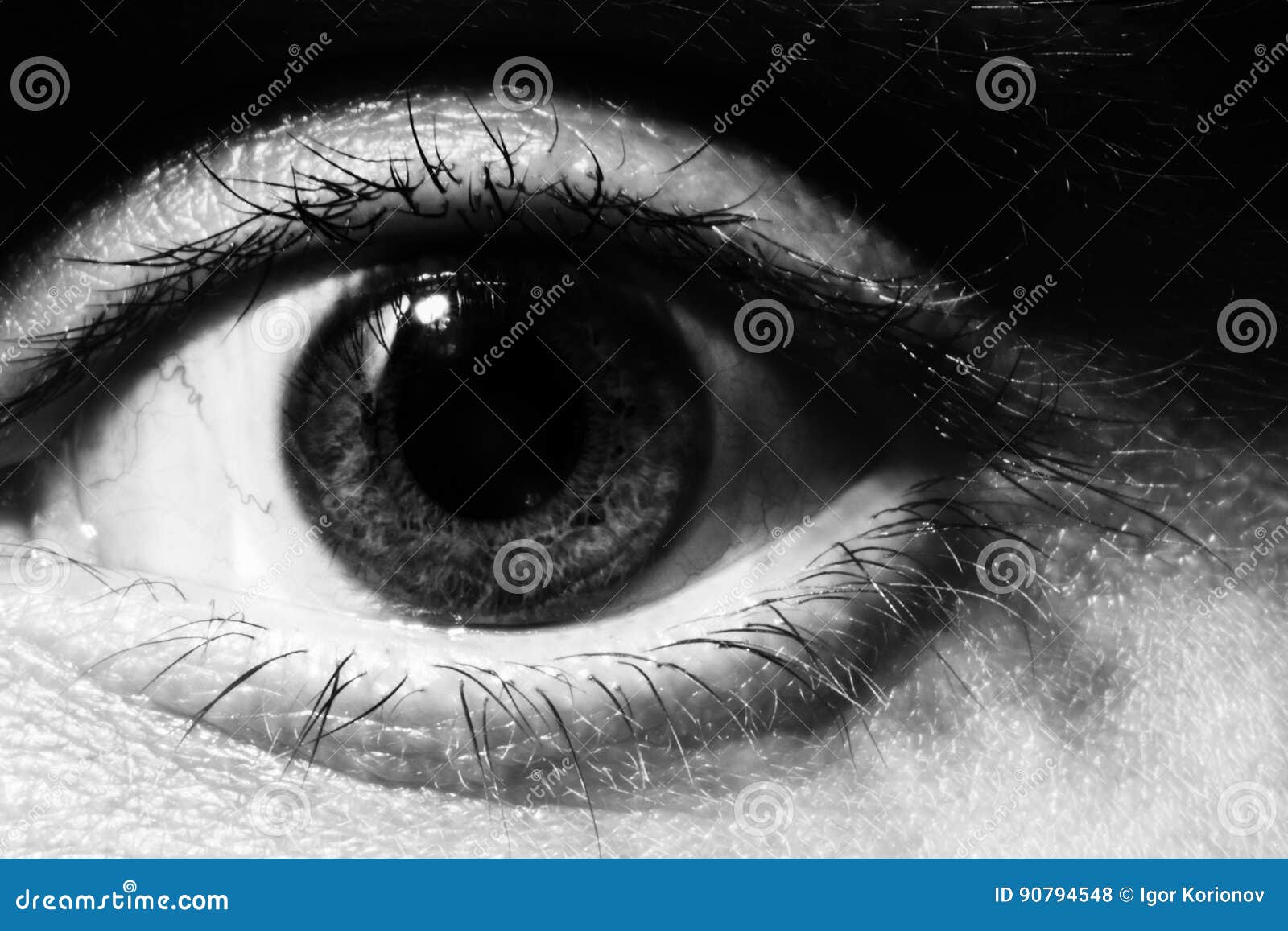 Black White Human Eye Stock Photos 11,231 Images