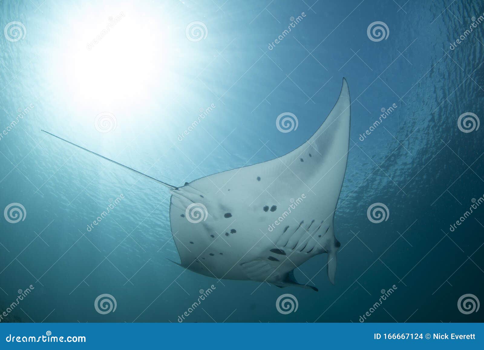 A Black and White Manta Ray - Manta Alfredi Stock Photo - Image of