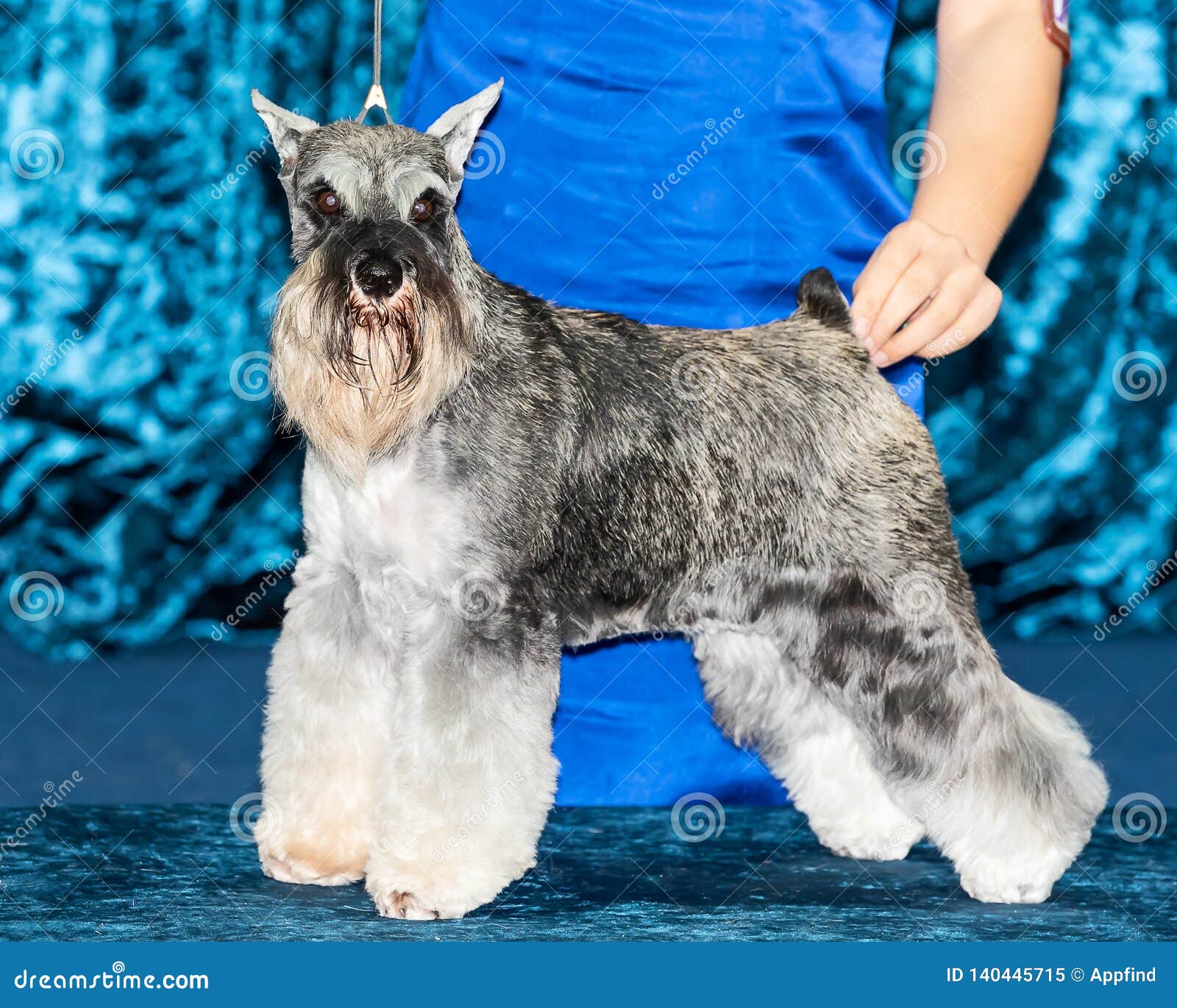 Black And White Miniature Schnauzers Stock Image Image Of Breeds Domestic 140445715