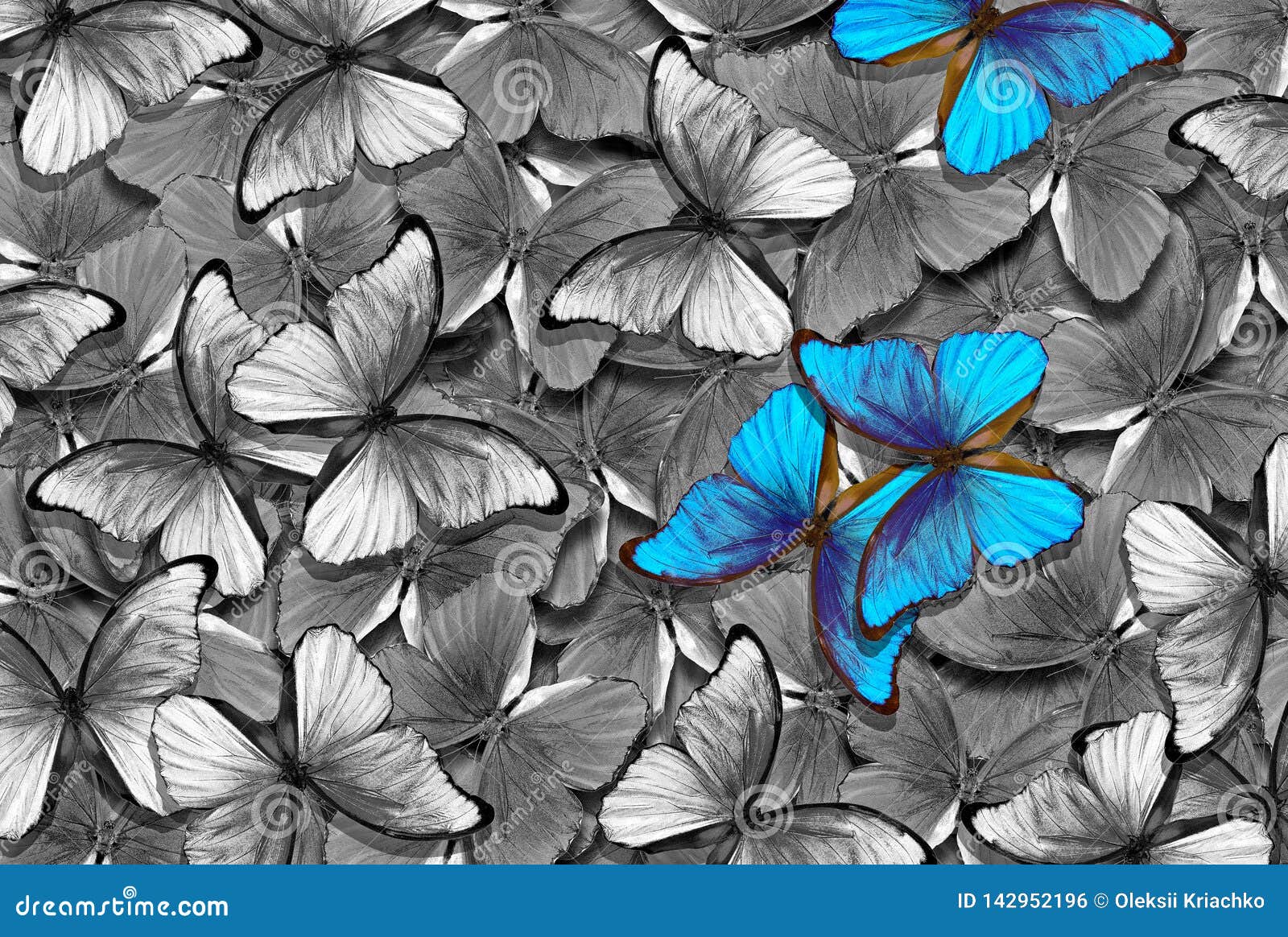 42,454 Butterfly Flying Stock Photos - Free & Royalty-Free Stock Photos  from Dreamstime