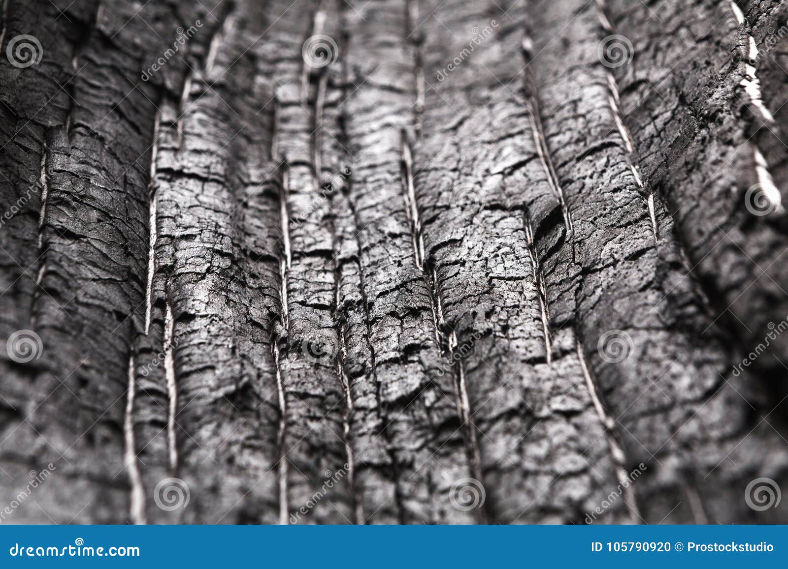 Black And White Natural Wood Texture Closeup Background