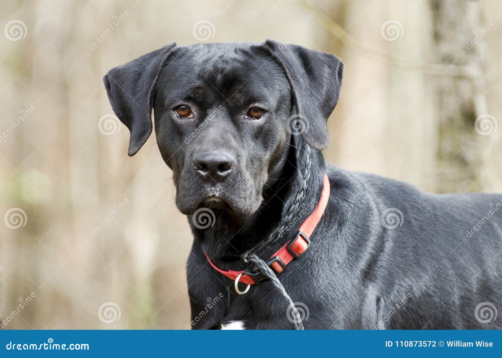 Pointer Labrador Retreiver Mixed Breed Dog Stock Photo Image Of