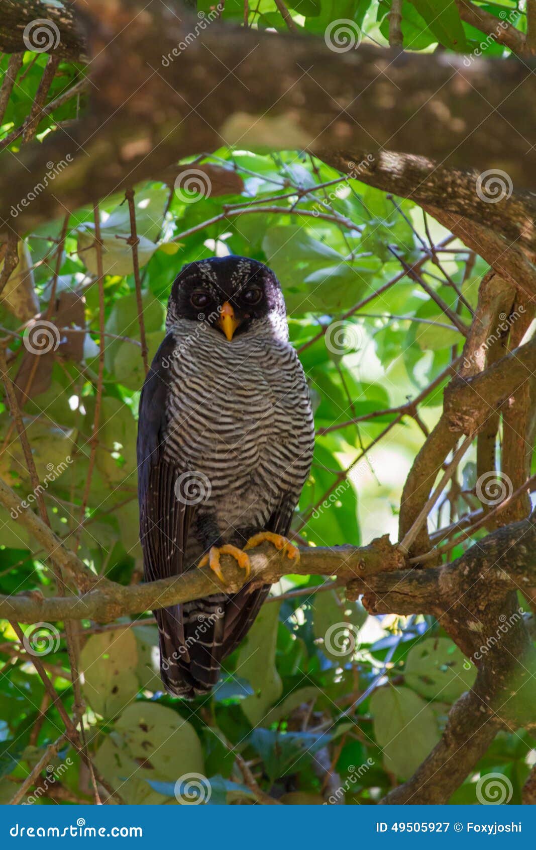 Black &amp; White Owl still awake during the day