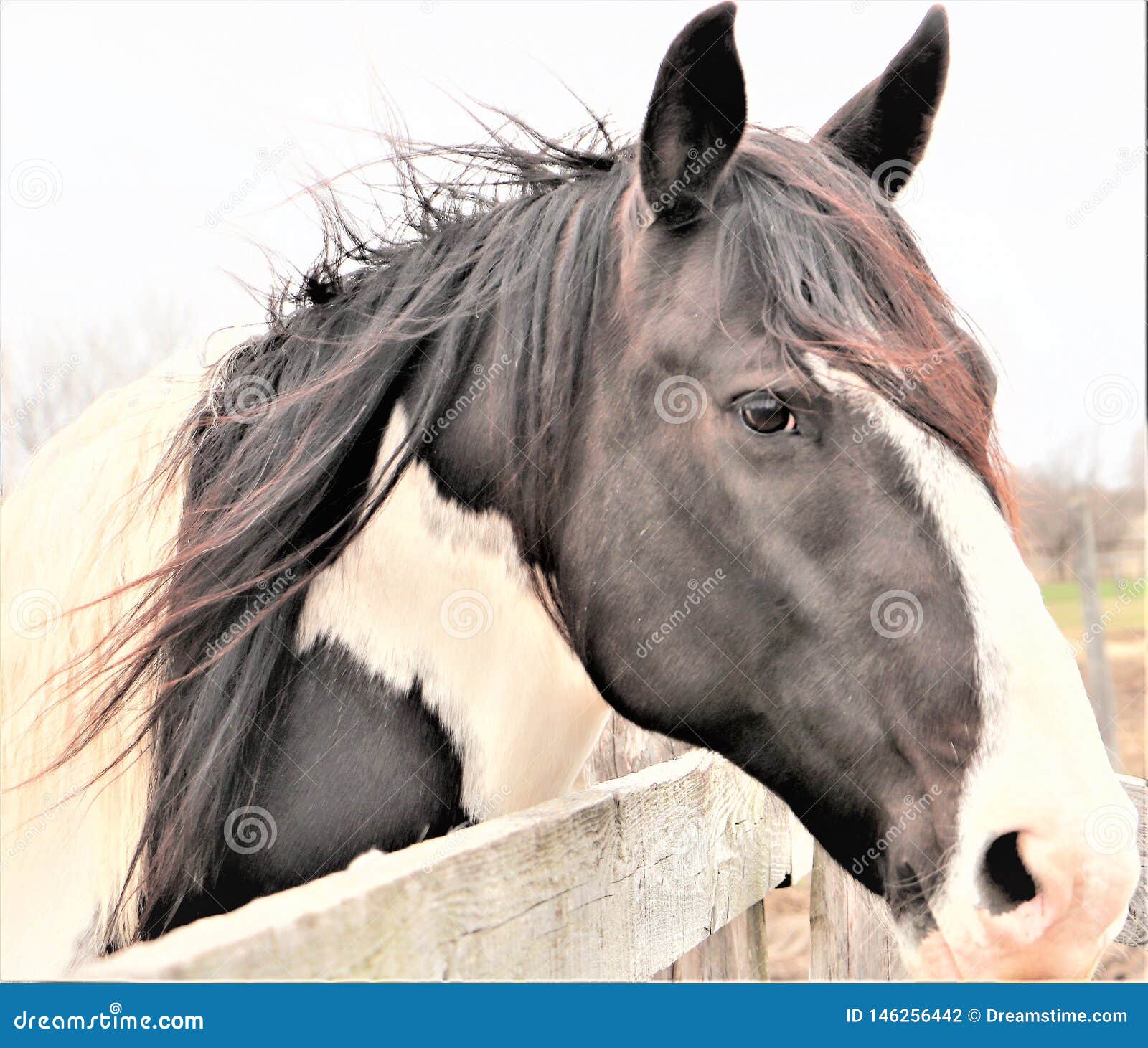 Black and White Paint Horse Stock Photo Image of bred, mane 146256442