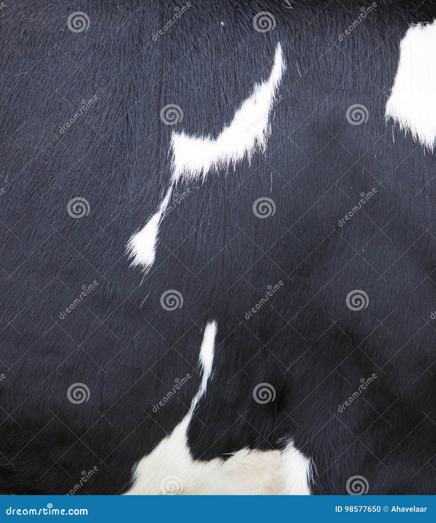 Black and White Pattern on Cowhide Stock Photo Image of natural