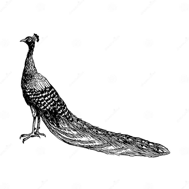 My Image 9