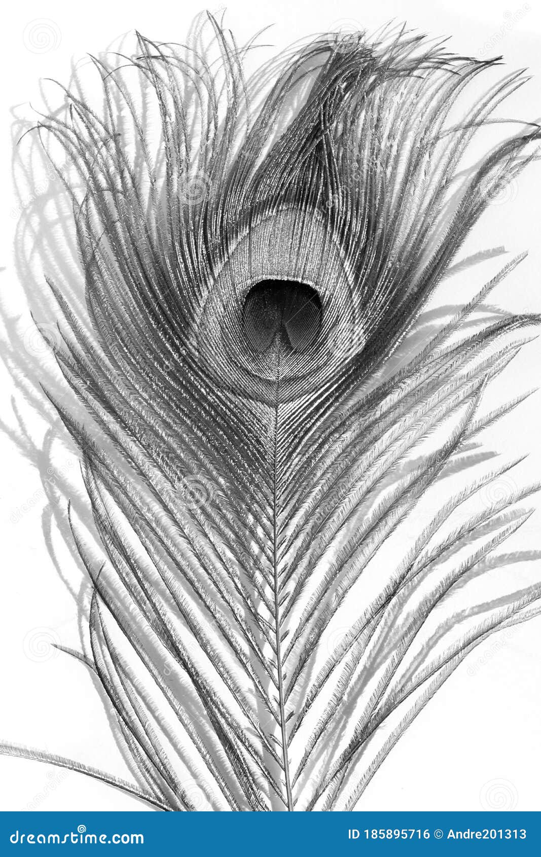 Black and White Peacock Feather Isolated on White Background Stock Photo -  Image of card, monochrom: 185895716, image size:1067x1690