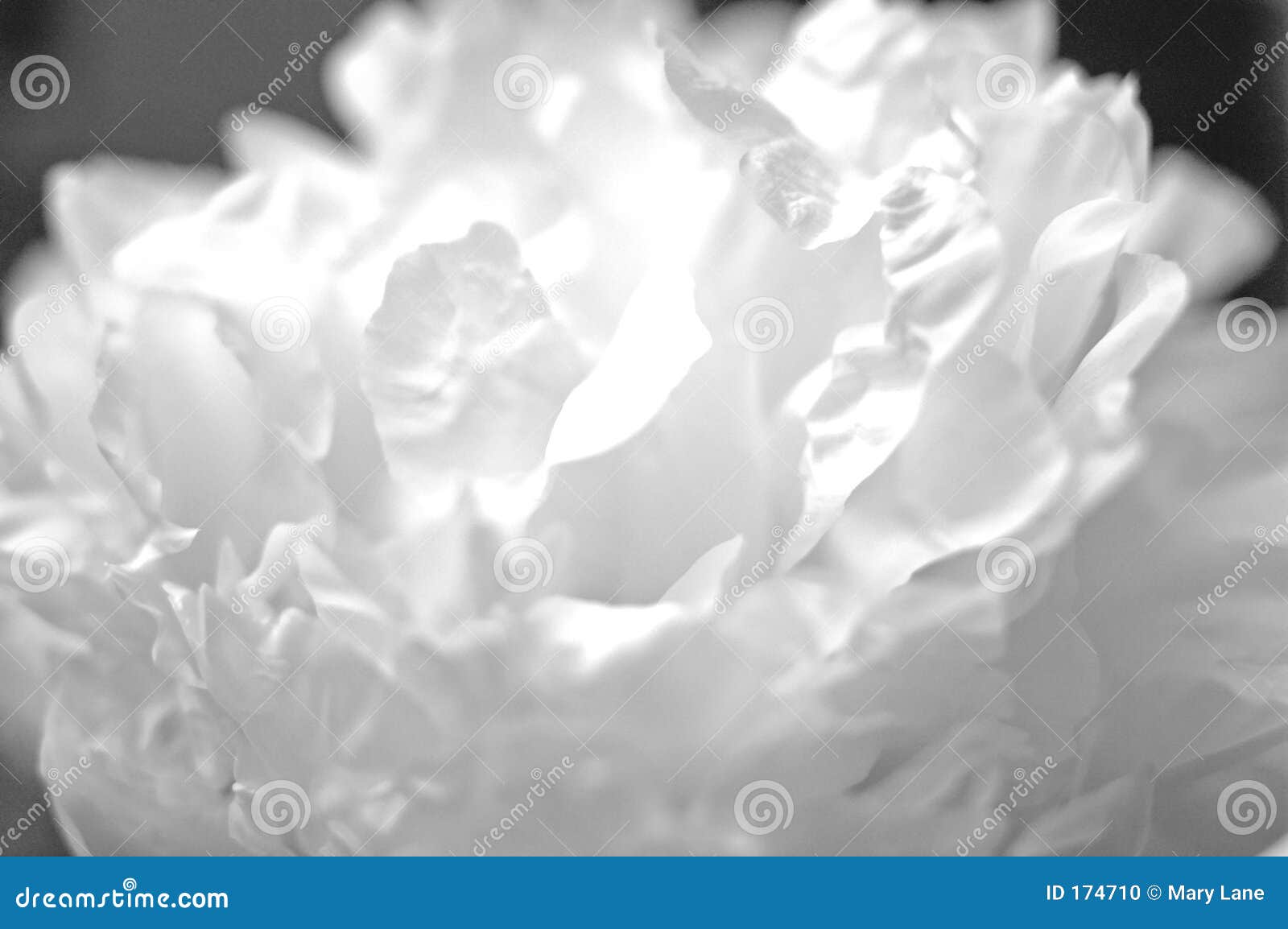 Black and White Peony stock photo. Image of botanical, macro 174710