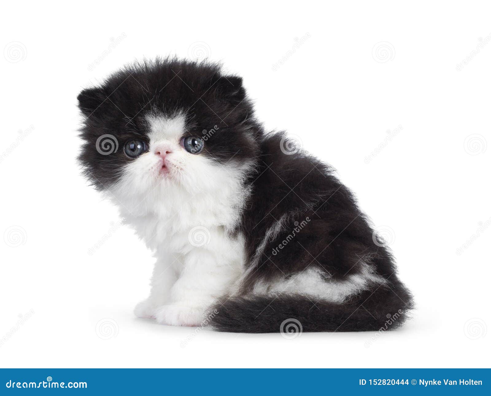 black and white persian cats