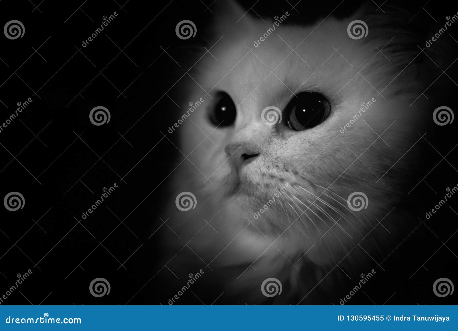 Black And White Persian Long Hair Cat Stock Image Image Of Happy