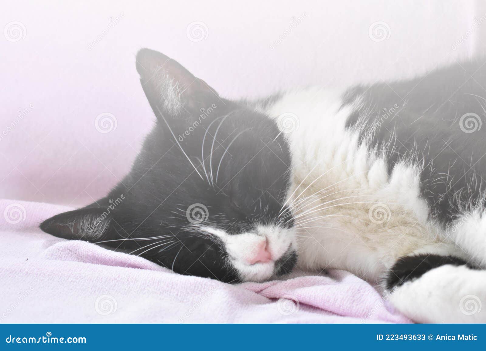 the little cat sleeps soundly on a pink terry blanket.