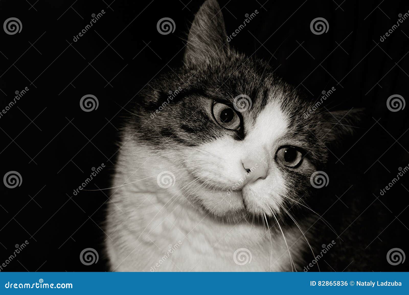 Black and White Photo of a Cat Stock Photo Image of autumn, fluffy