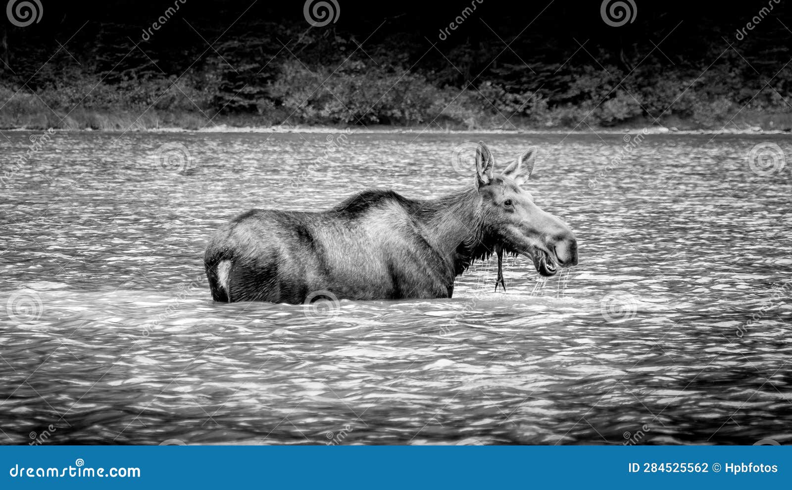 black and white photo of a moose cow in fishercap lake in glacier national park