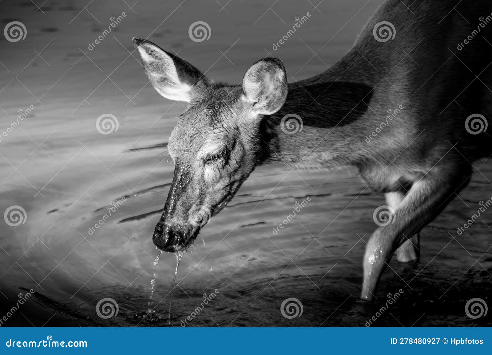 black and white photo of a mule deer feeding on the watermilfoil on the bottom of fishercap lake, glacier national park
