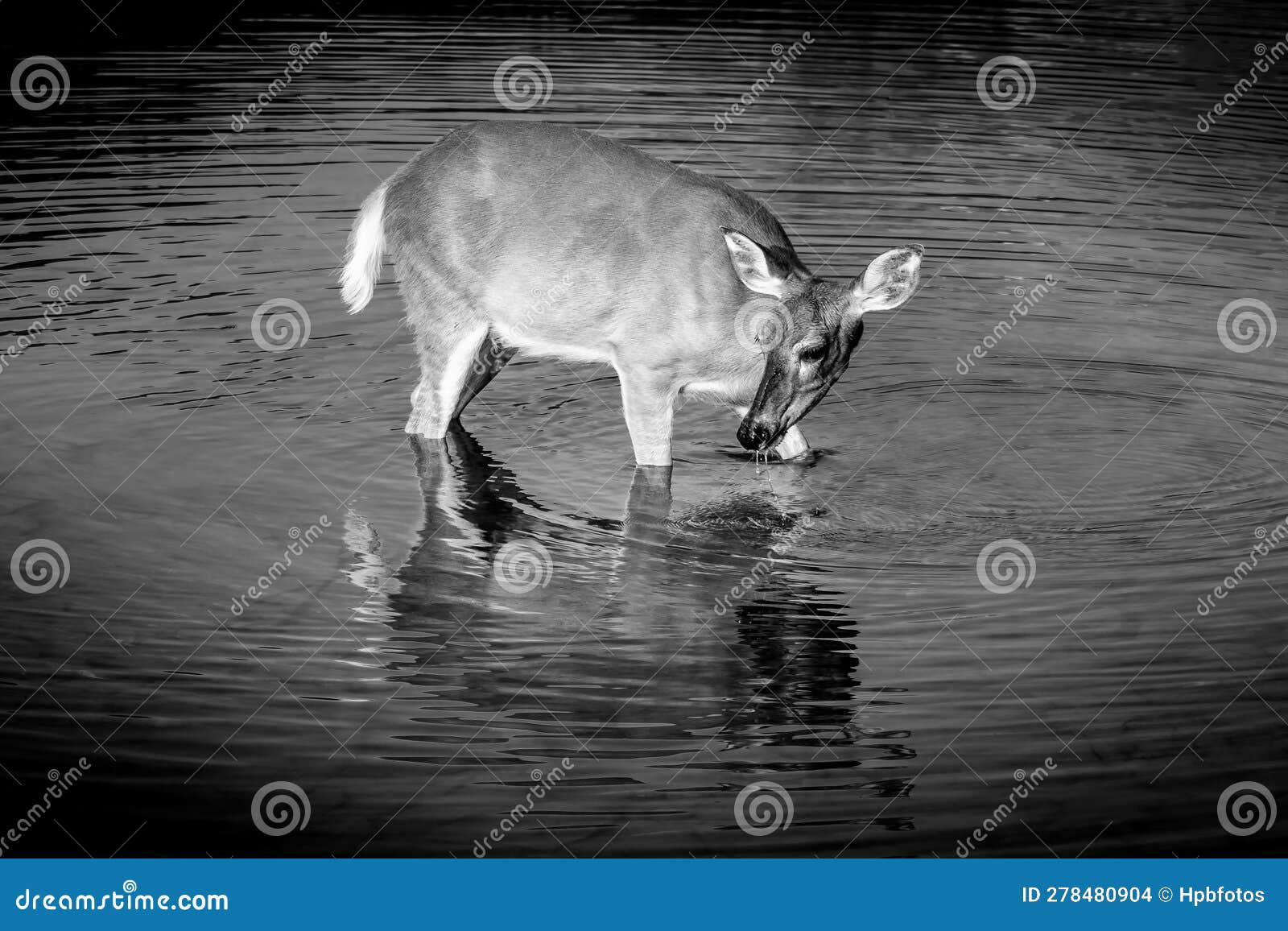 black and white photo of a mule deer feeding on the watermilfoil on the bottom of fishercap lake, glacier national park