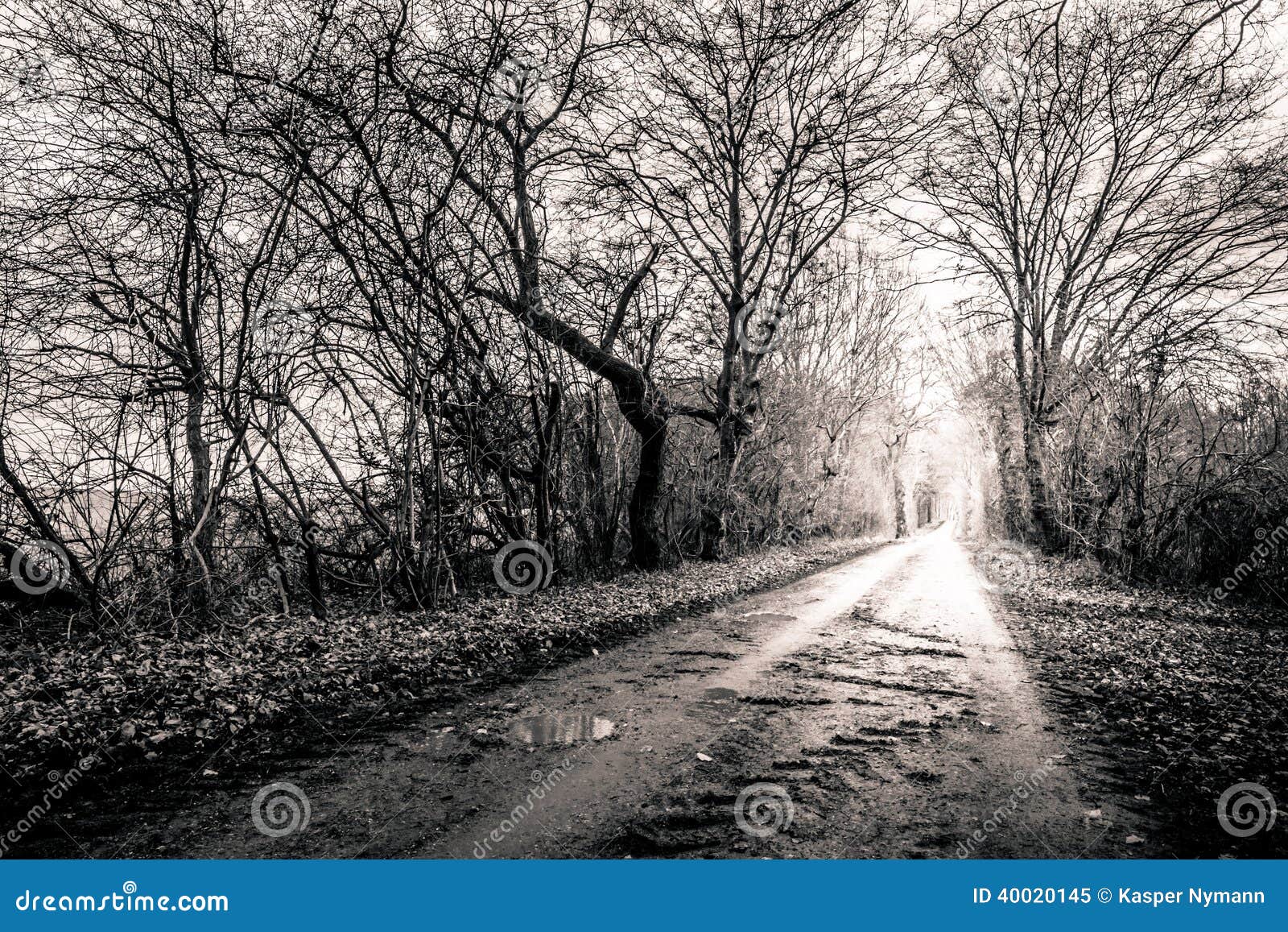 Black and White Photo of a Road Surrounded My Trees with Light a Stock  Image - Image of light, countryside: 40020145, image size:1600x1157