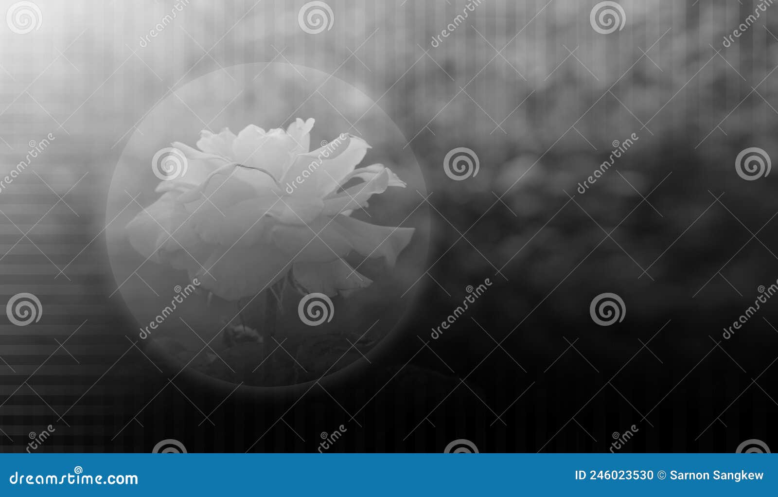 black and white photo, rose flower in blur circle on green blur background, template, nature, decor, copy space