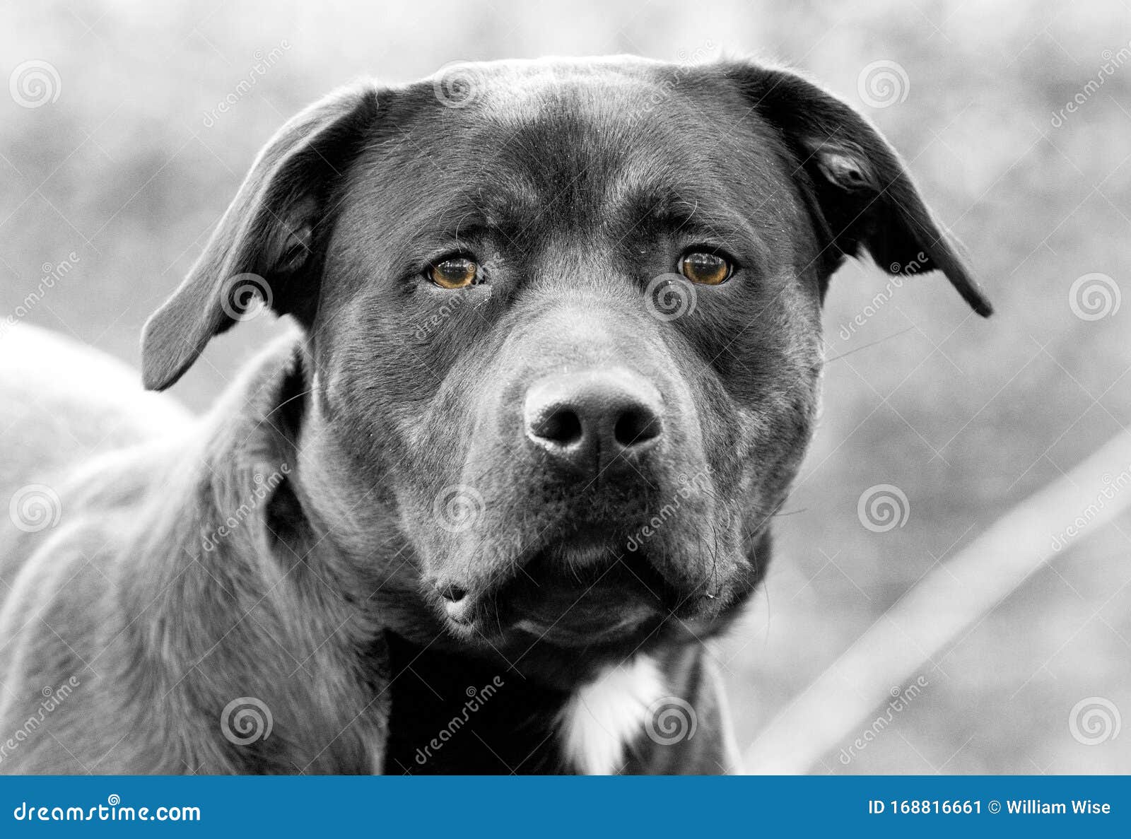 Top 97+ imagen black and white rottweiler