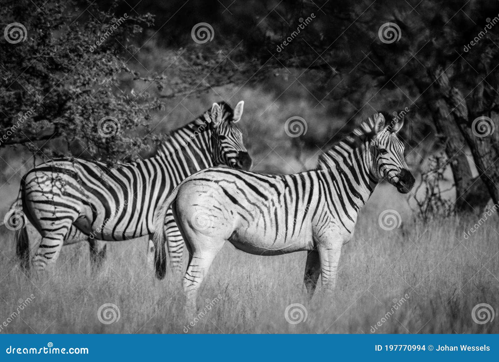 Black and White Photo of Zebra Stock Photo Image of mammal, nature 197770994