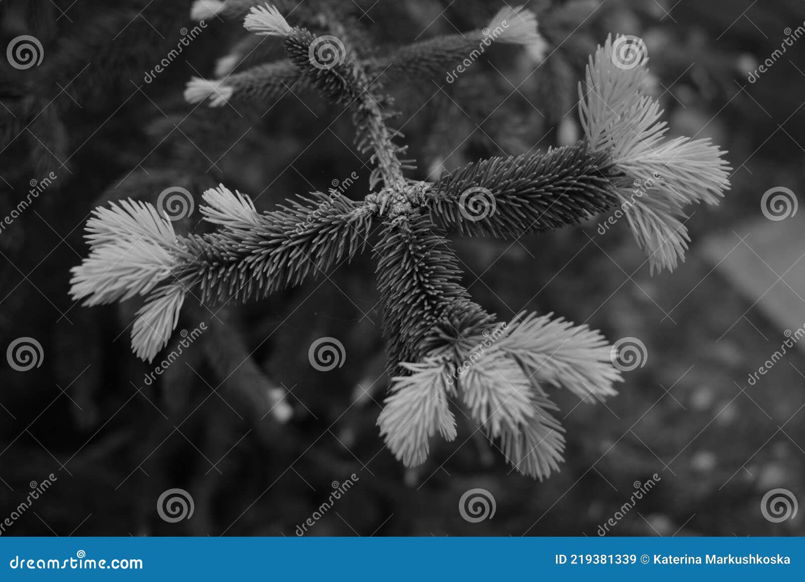 Black and White Evergreen Tree Stock Image Image of frost, winter