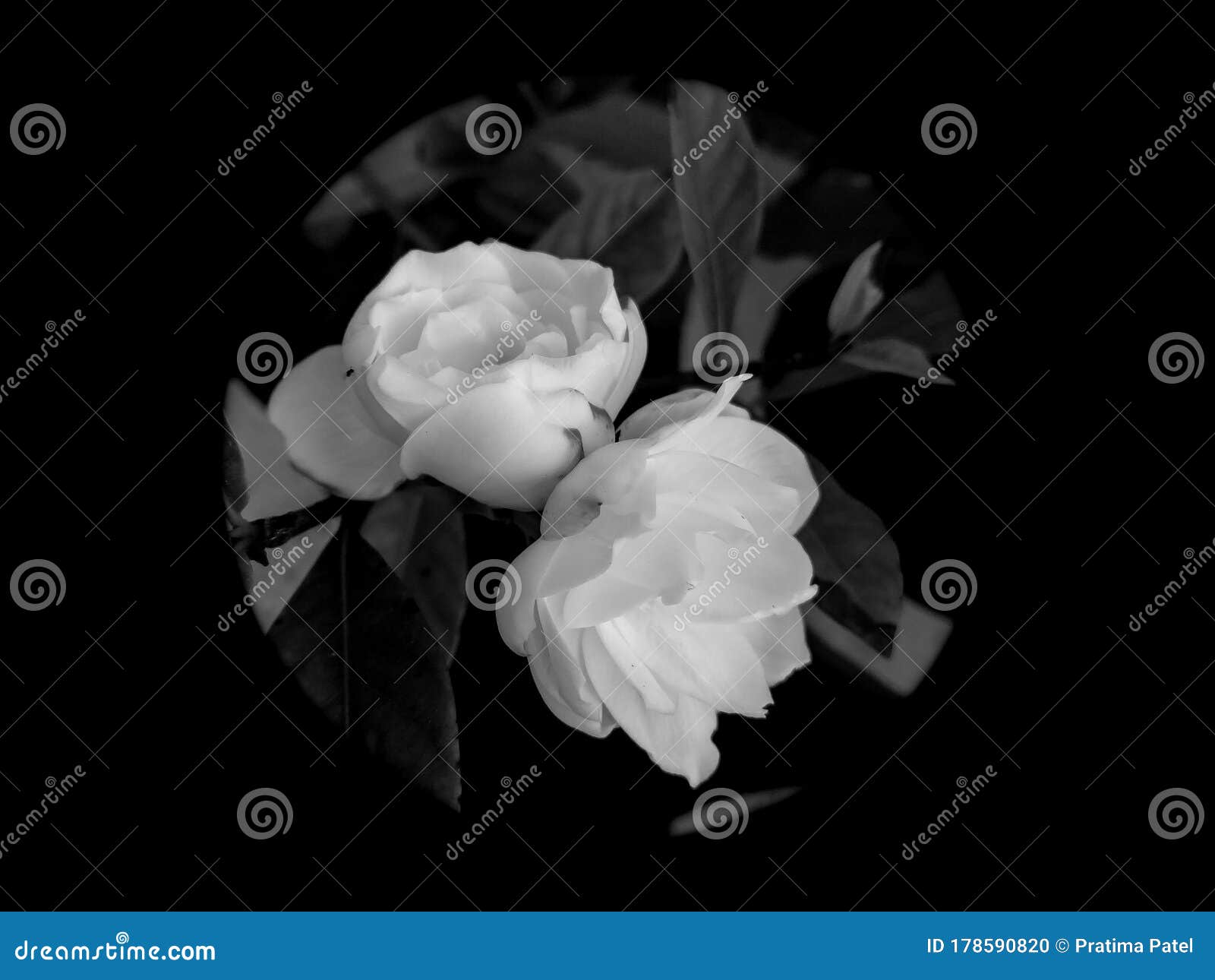 Black and White Photography of Beautiful Flowers Blooming Isolated from ...