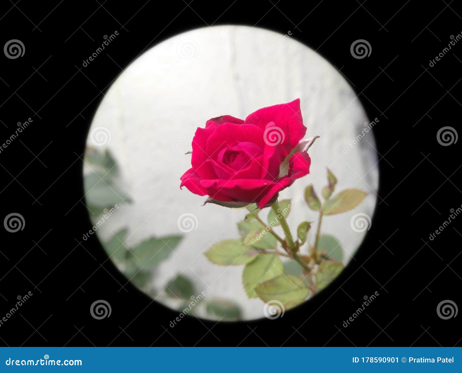 Nature Photography of Beautiful Flowers Blooming Isolated from Black Background Vignettes Frame, Natural Canvas Wallpaper Stock Image - Image of black, organ: 178590901 Nature Photography of Beautiful Flowers Blooming Isolated from Black Background Vignettes Frame, Natural Canvas Wallpaper Stock Image - Image of black, organ: 178590901
