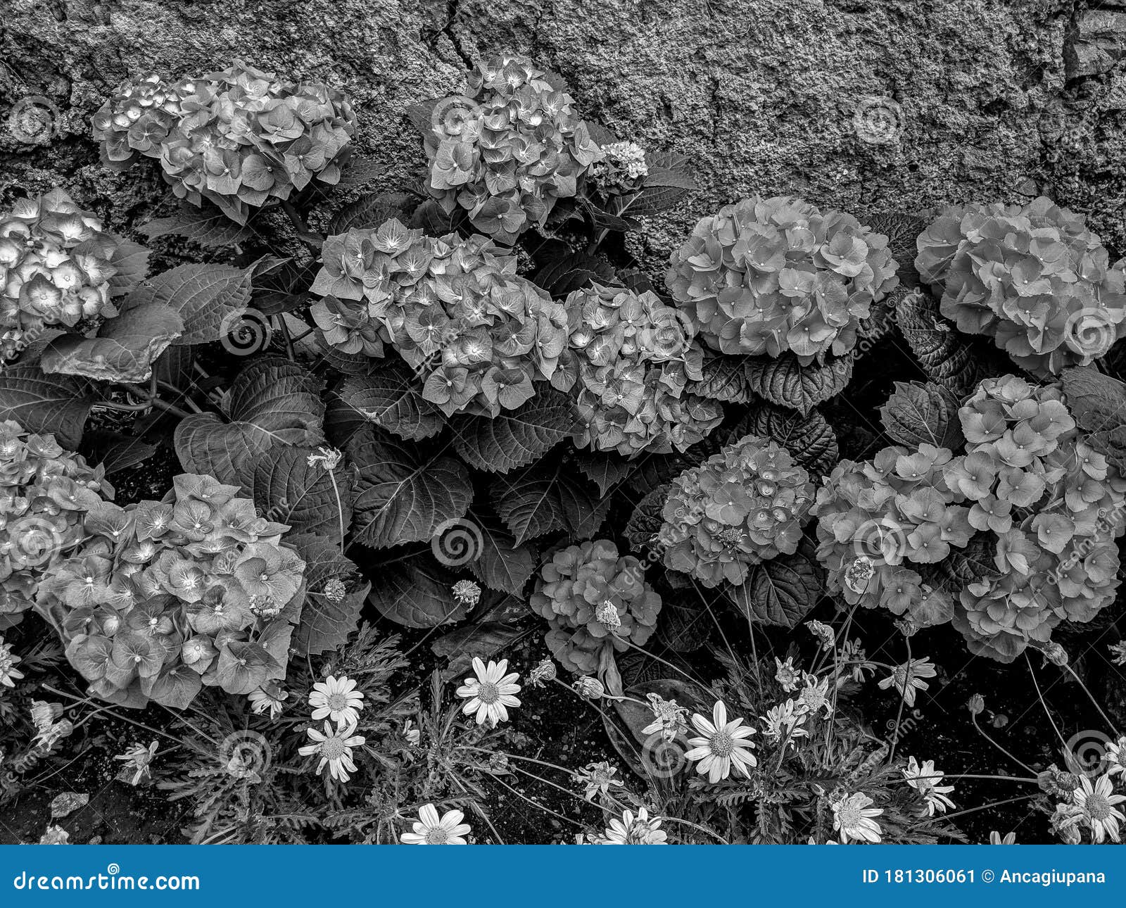 Black and White Photography of a Close-up of the Colorful Flowers of a ...