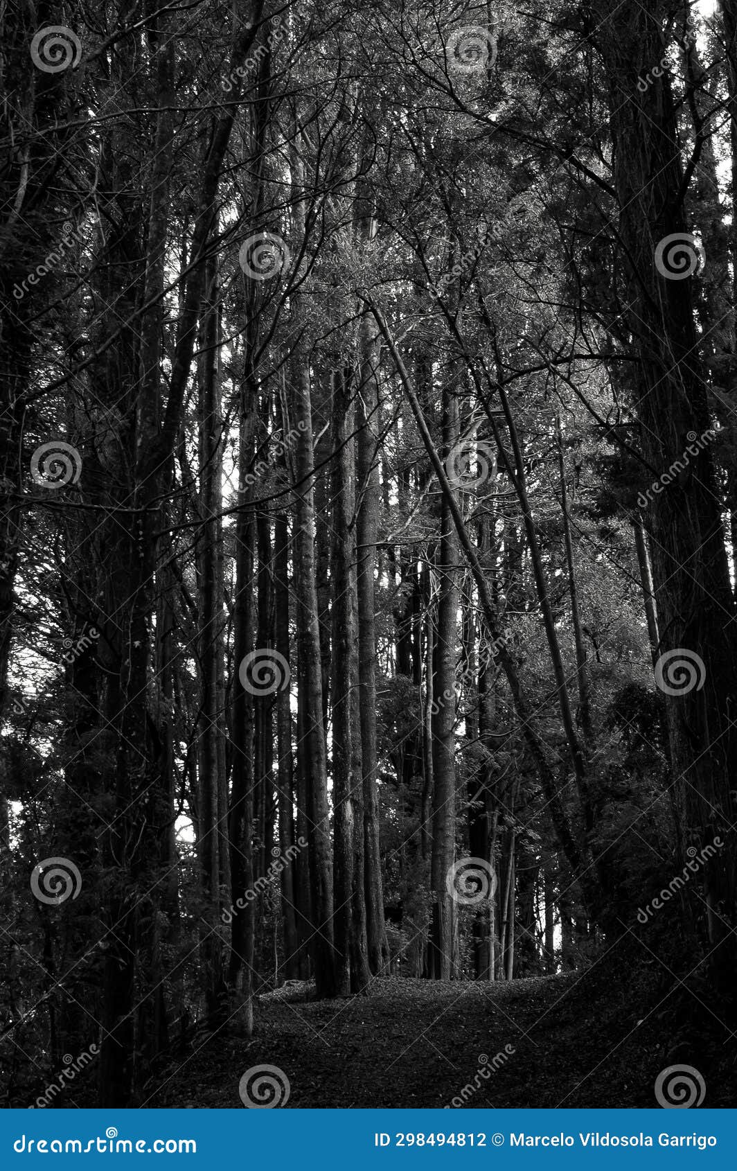 path between the trees of the forest of bernardo philippi park. puerto varas. chili.