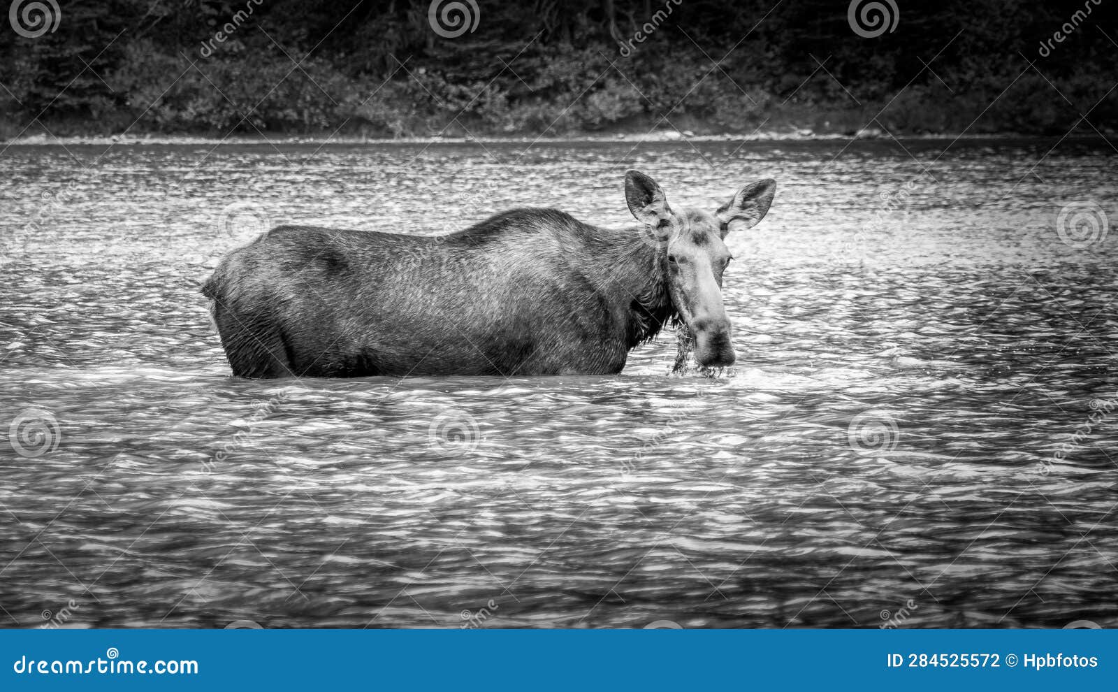 black and white photo of a moose cow in fishercap lake in glacier national park