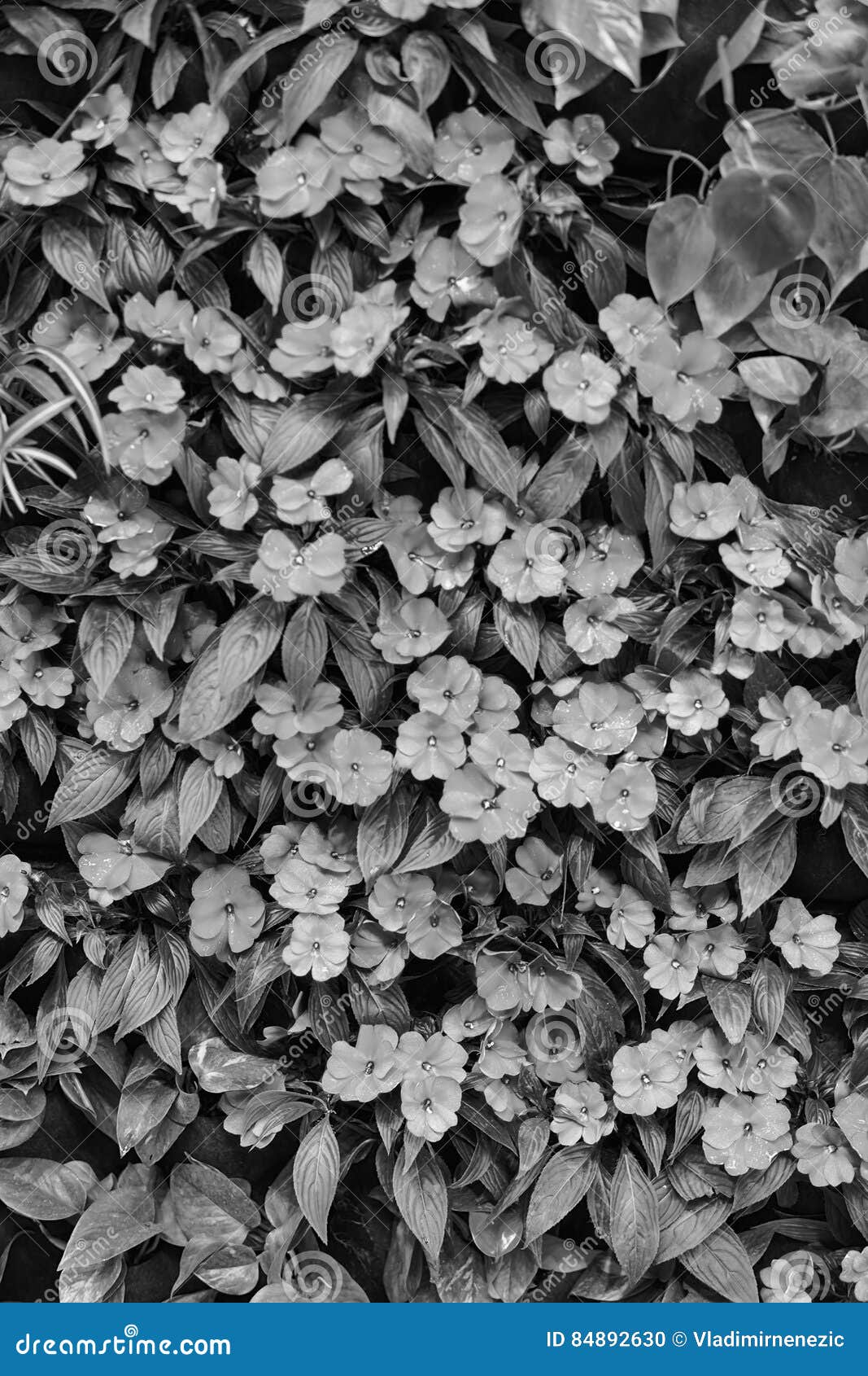 Black and White Picture of Purple Flowers Stock Photo - Image of ...