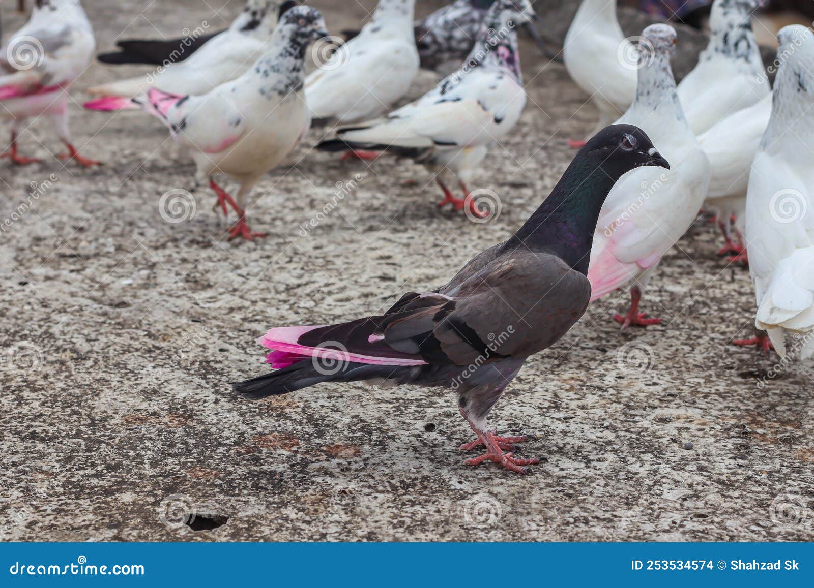 Black and white pigeon stock photo. Image of gull, seabird 253534574