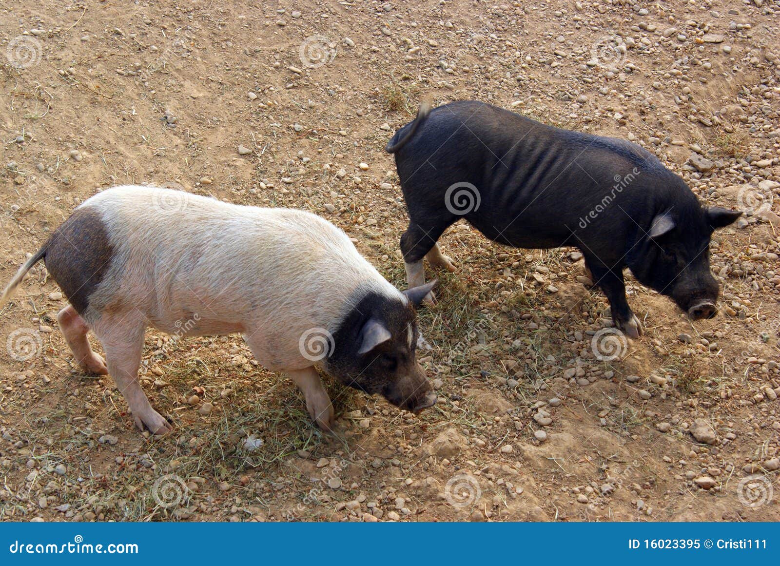 Black And White Pigs Royalty Free Stock Photo Image 16023395
