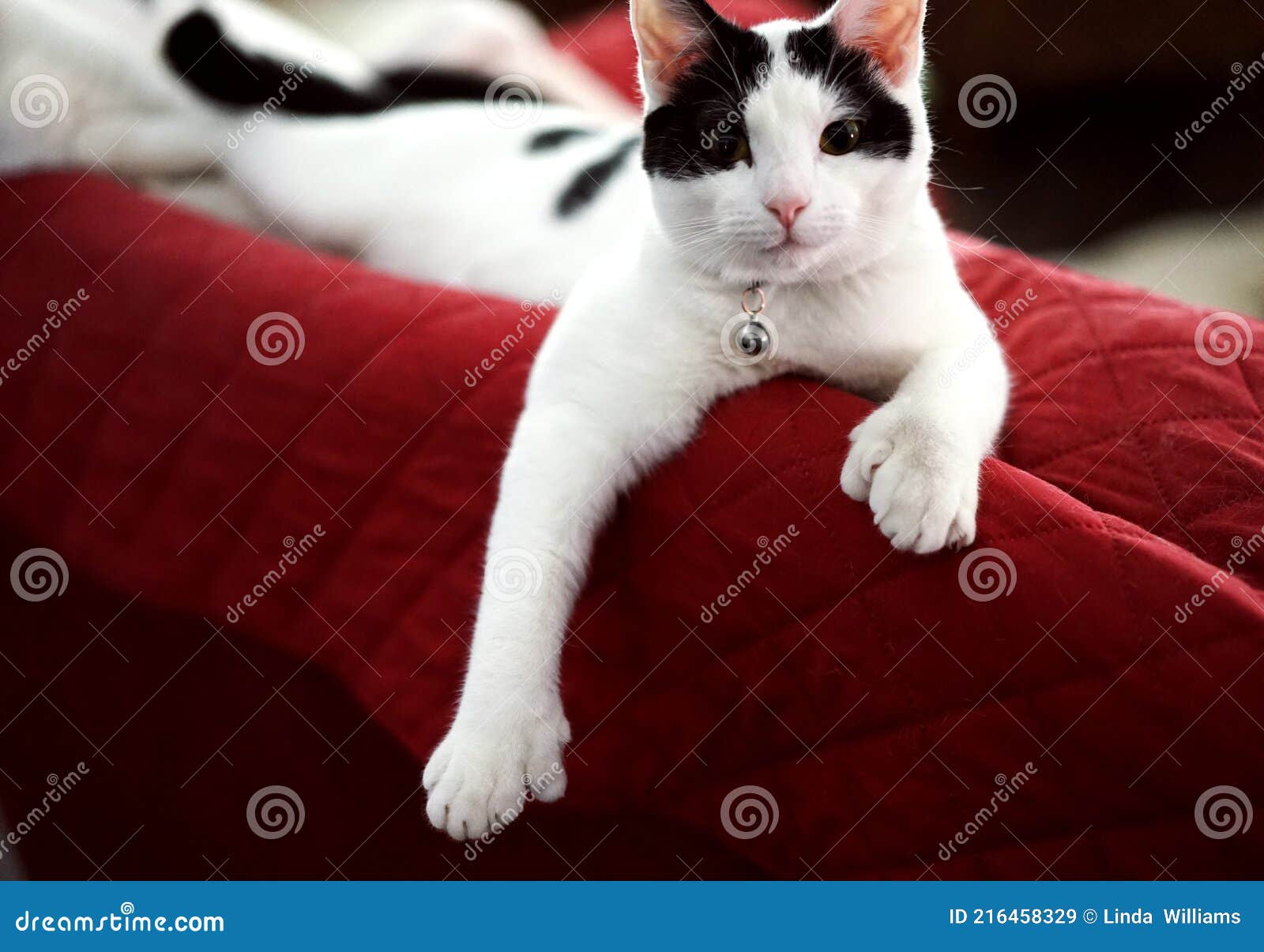 black and white polydactyl cat is athletic