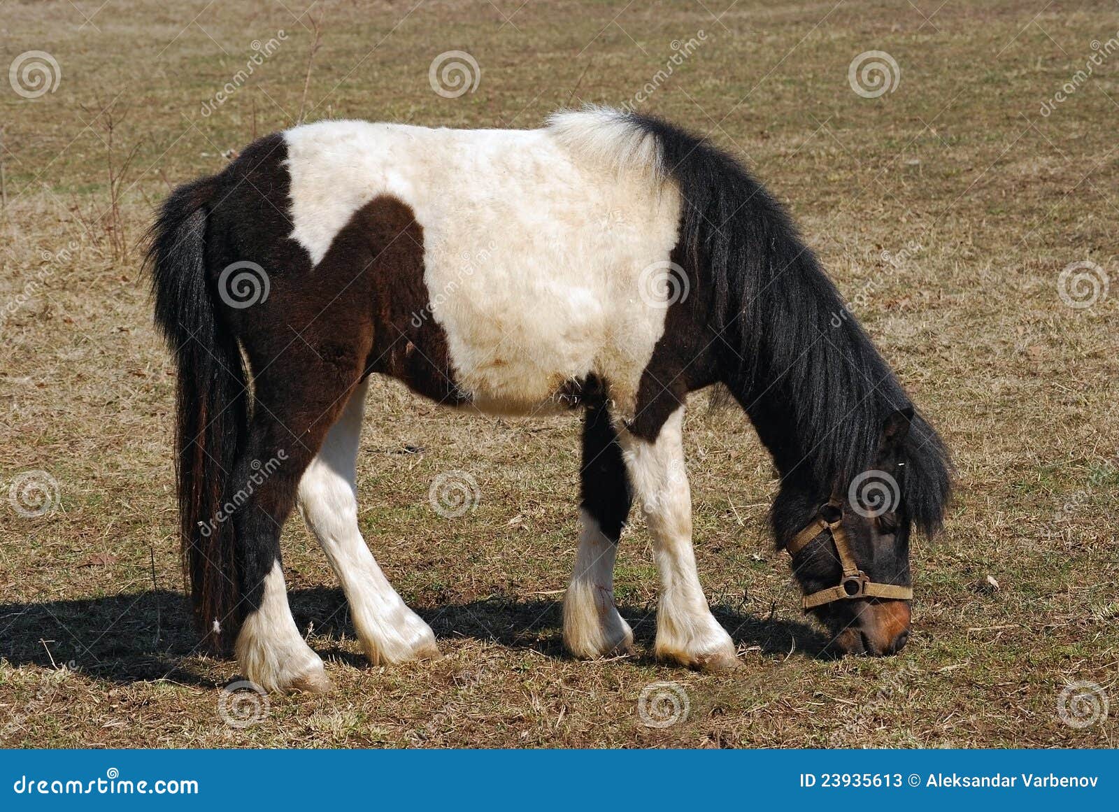Black and white pony stock image. Image of field, sunny 23935613