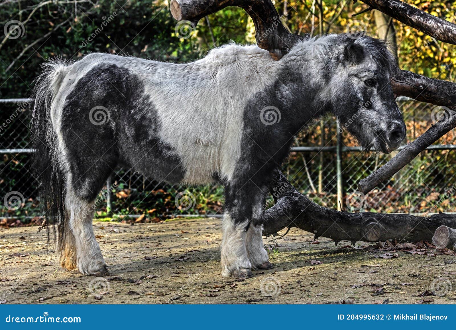 Black and white pony 7 stock photo. Image of farm, trot 204995632