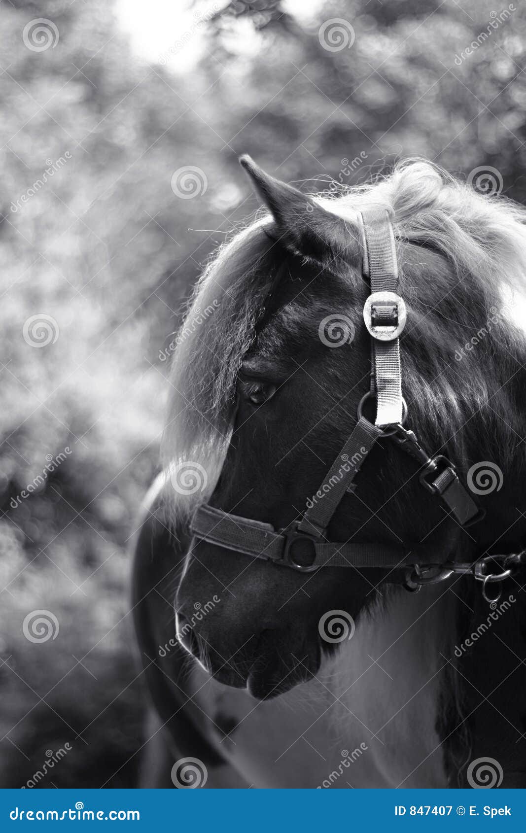 Black and White Pony Portrait Stock Image Image of shetland, ride 847407