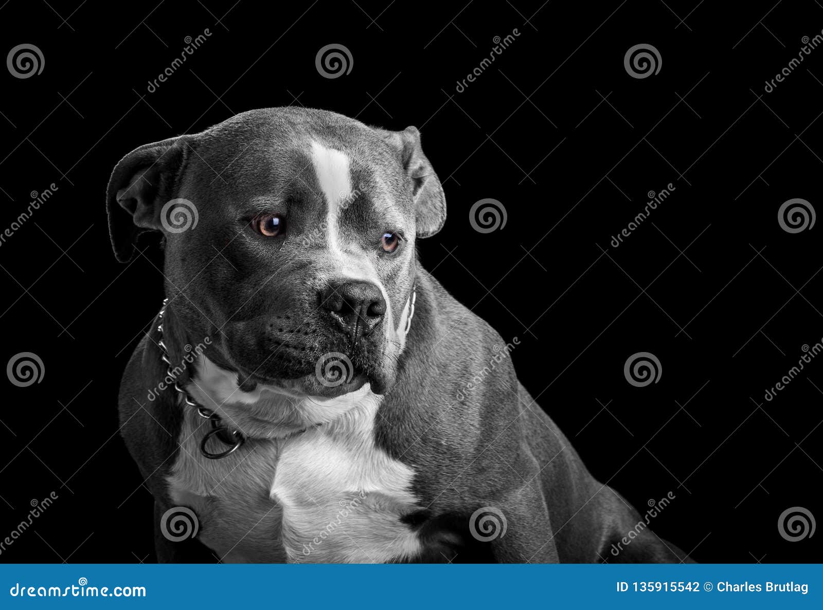 Black and White Portrait of an American Bully Dog Stock Photo Image