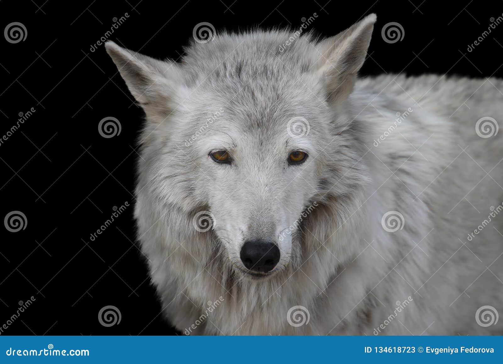 Black-white Portrait of a Bewildered Wolf Stock Image - Image of gray ...