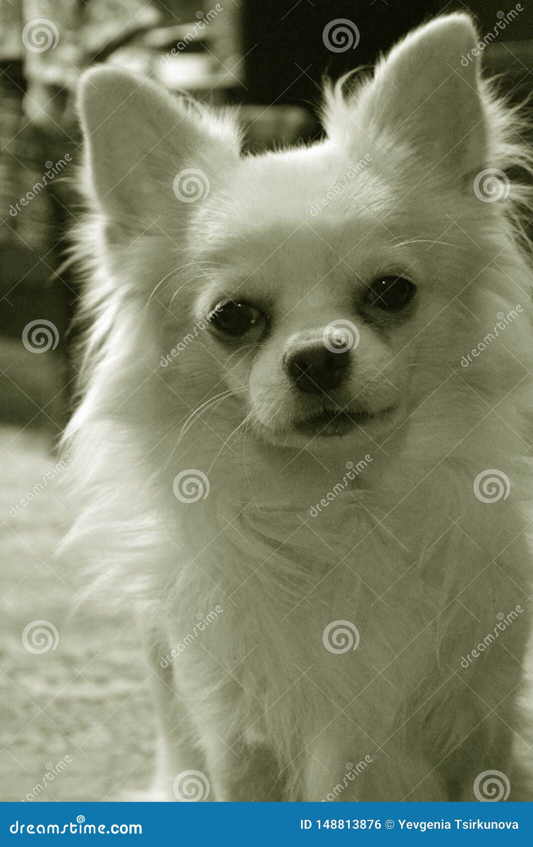 white long haired chihuahua