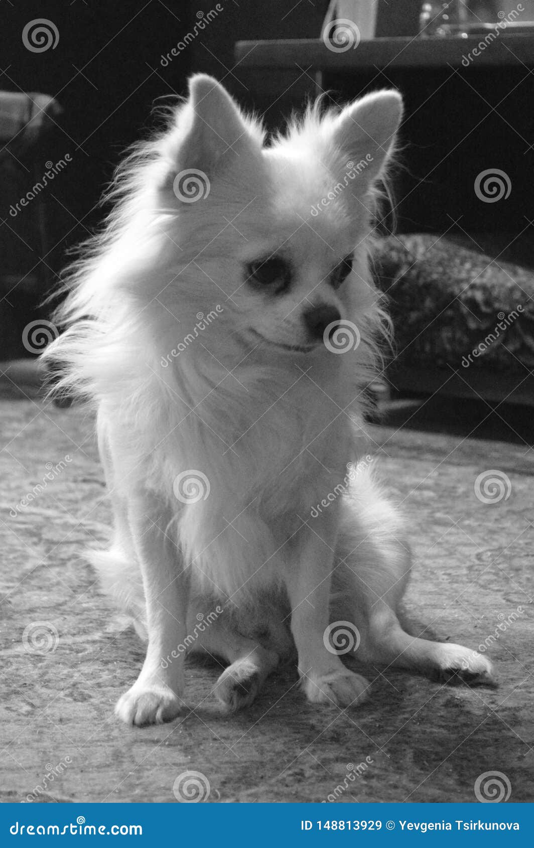 Black And White Portrait Of A Long Haired Dog Chihuahua