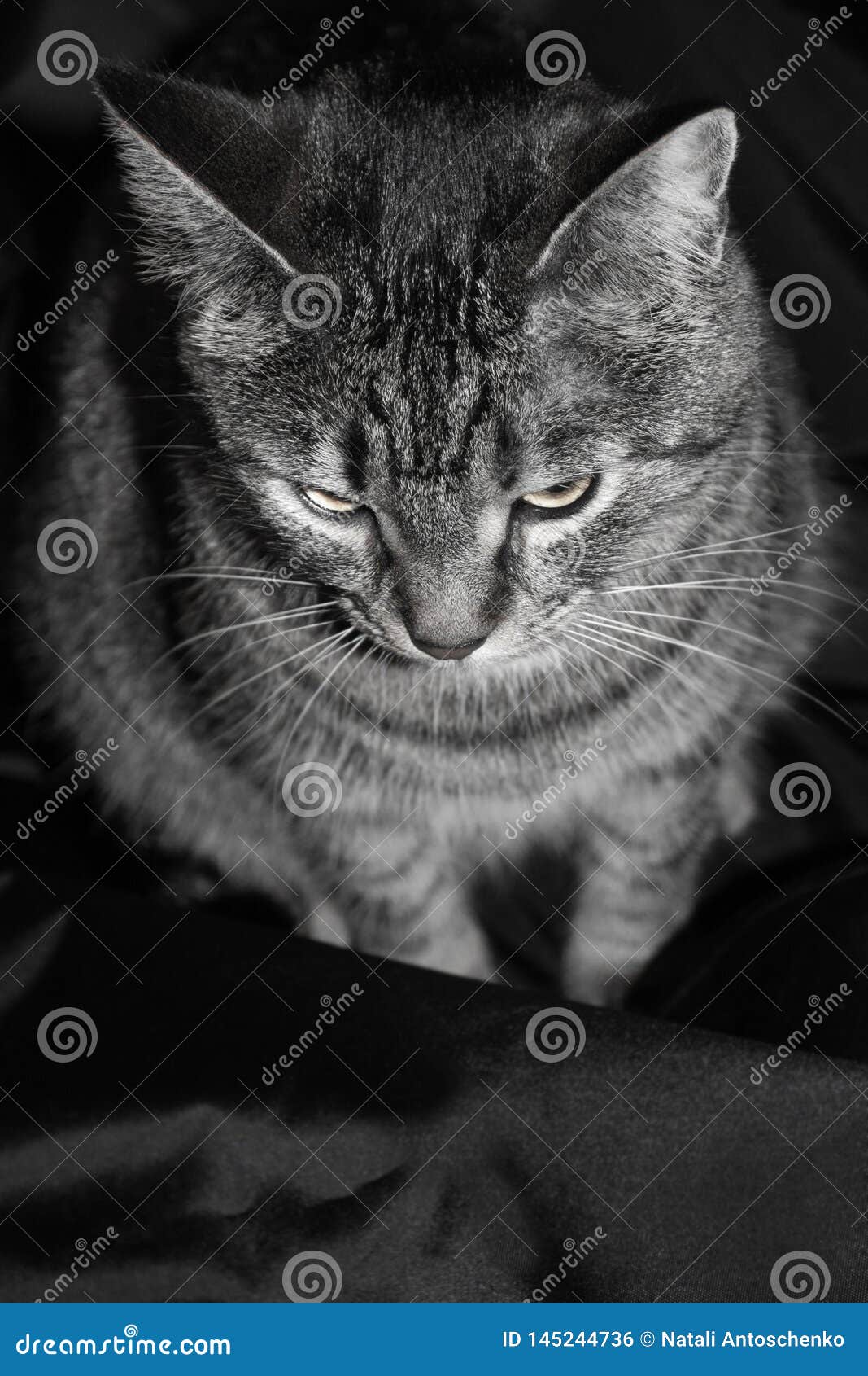 black and white portrait. striped cat  on black background