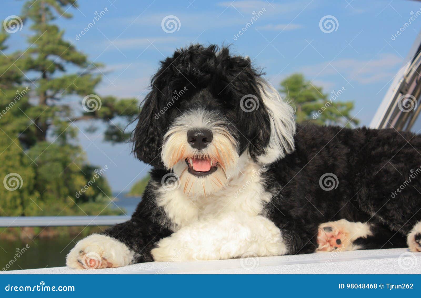 Black And White Portuguese Water Dog Lounging On A Boat On The L Stock Photo Image Of Summer Daytime 98048468