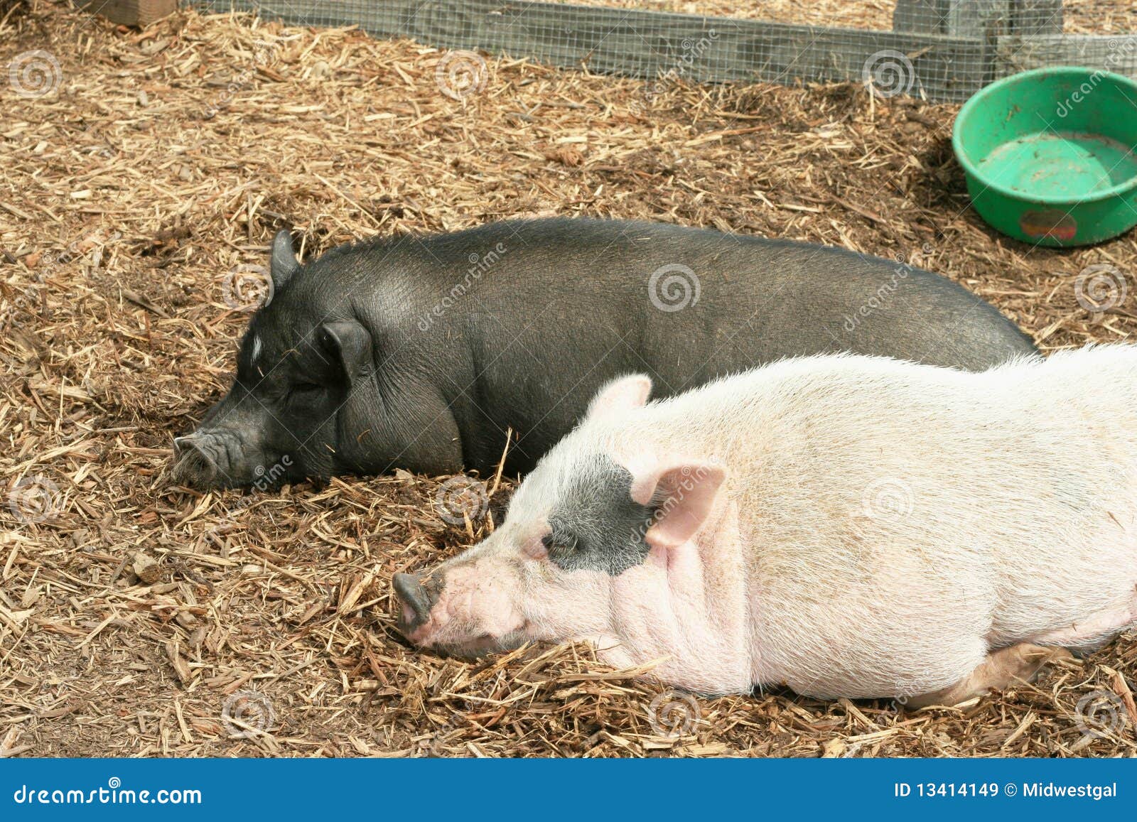 Black and White Potbellied Pigs Stock Image Image of relaxing, pets