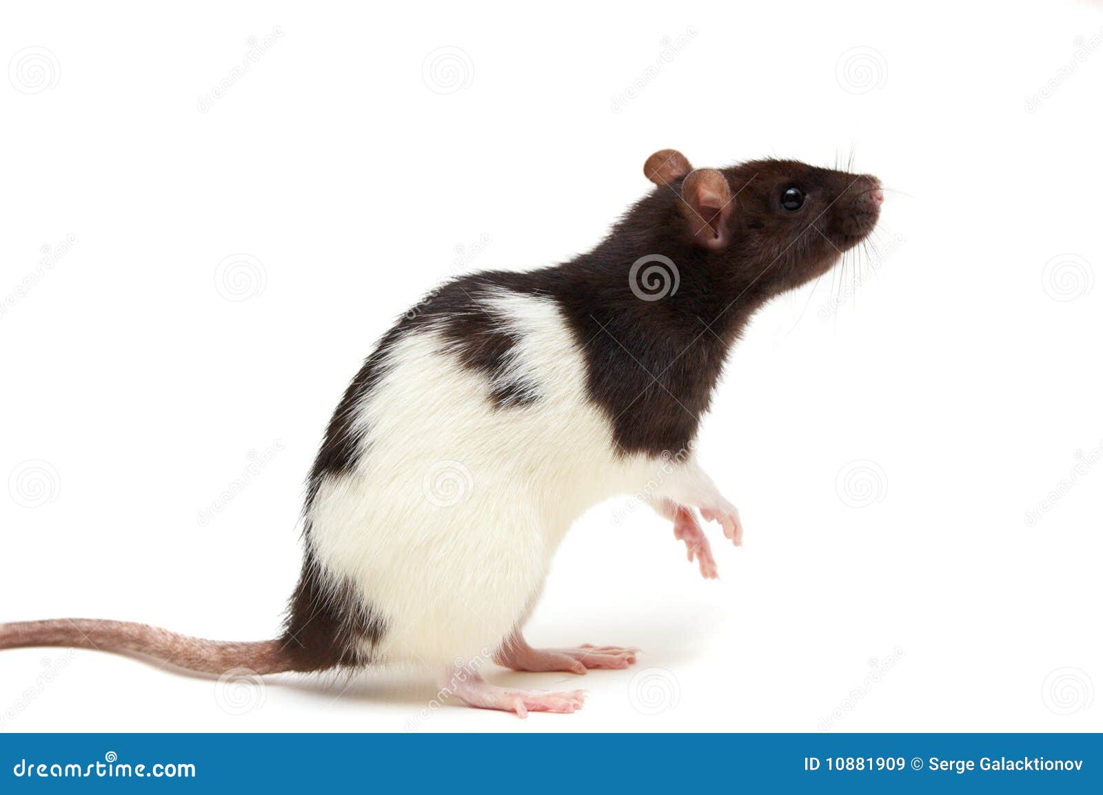 rat clipart black and white - photo #45