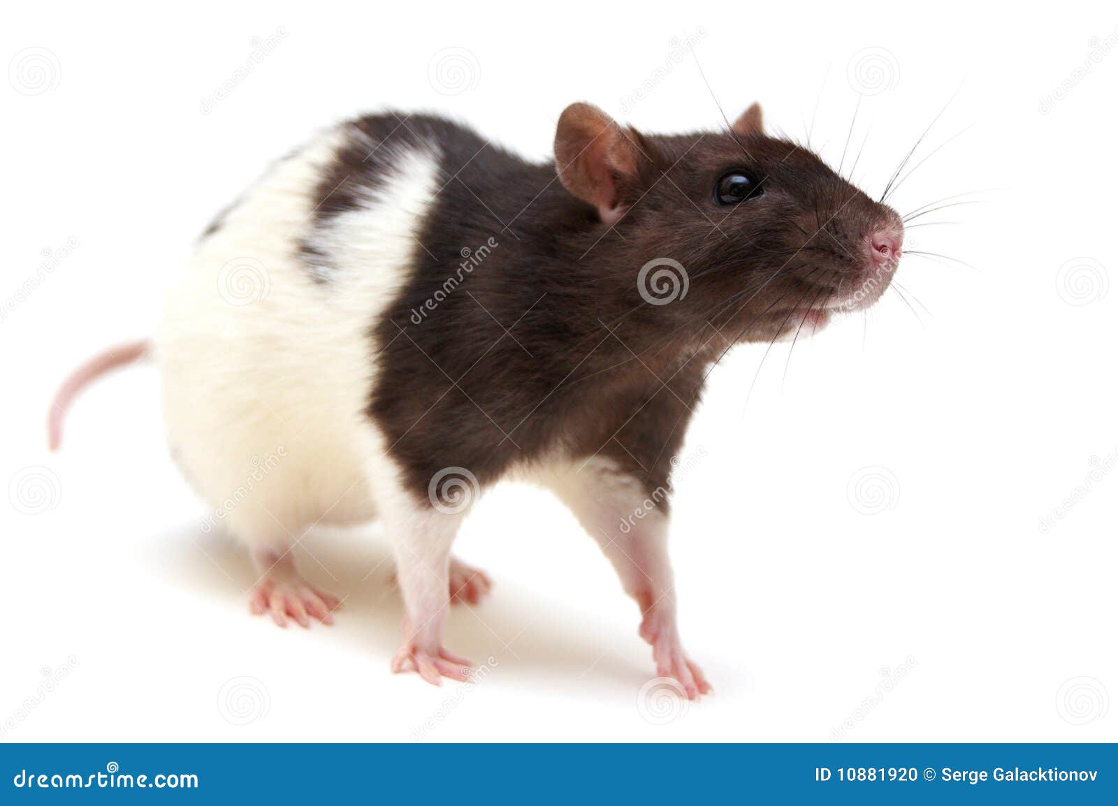 Rat king Black and White Stock Photos & Images - Alamy