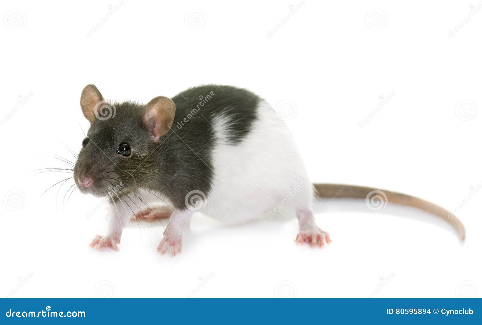 Black and white rat stock photo. Image of little, studio 80595894