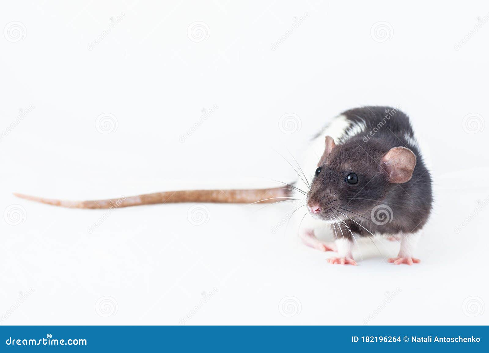 Black and White Rat Isolated on a White Background Stock Photo Image