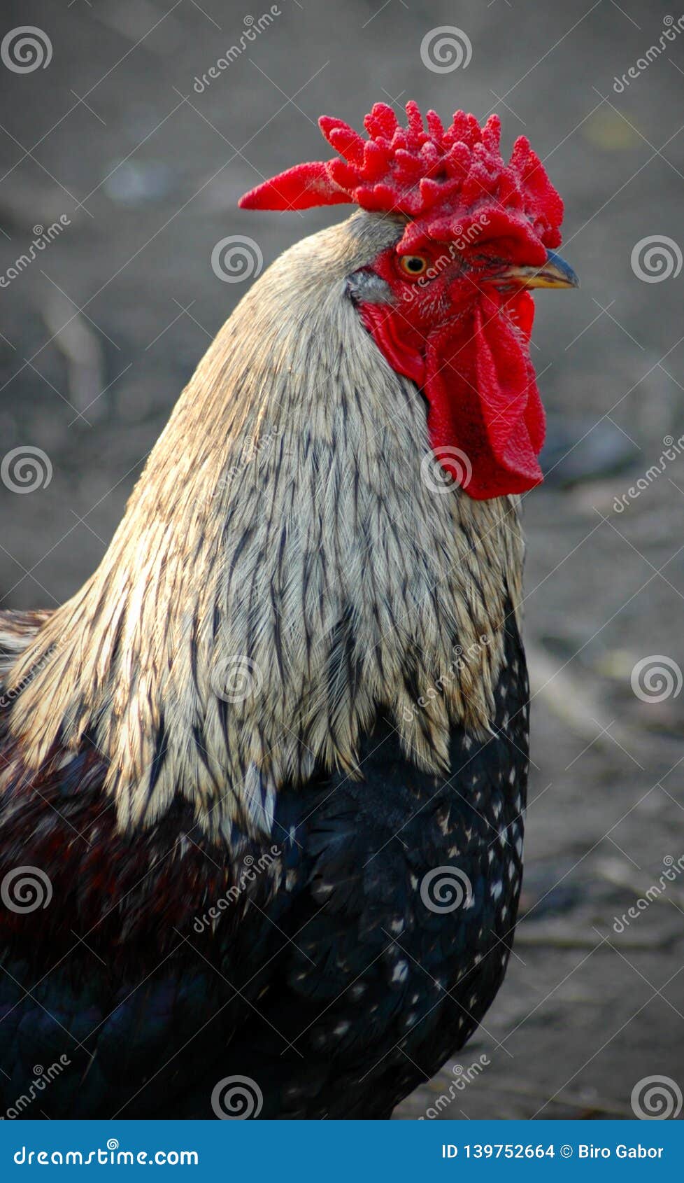 Black and white rooster stock photo. Image of grilled 139752664